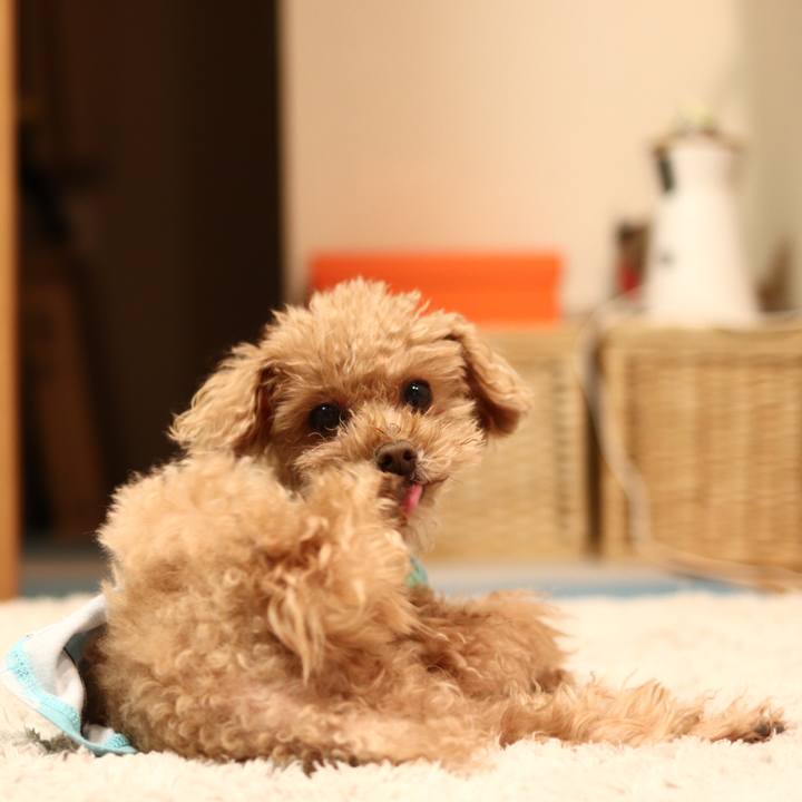 1385cbc4 9195 4a1e a8f4 21a39489e3ff 1604842442511