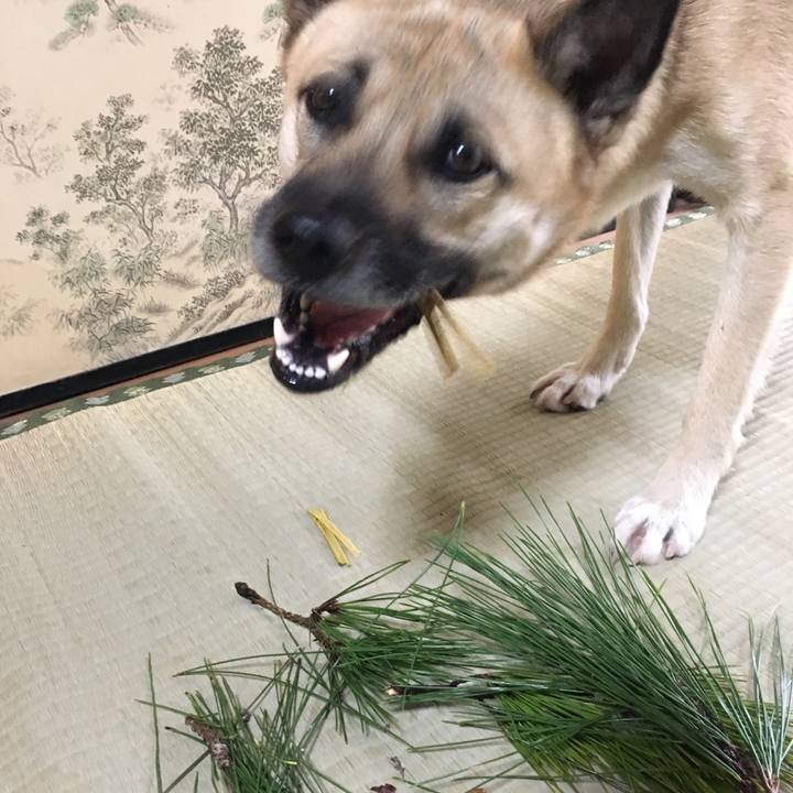 1388c345 4a9c 49fa 8831 c1a269af3821 1514711243945