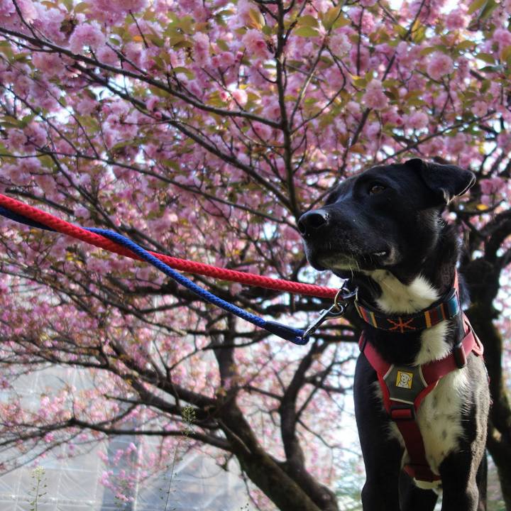 138b4145 8c1e 46dc 8a72 9a20dc3a5225 1586479381342