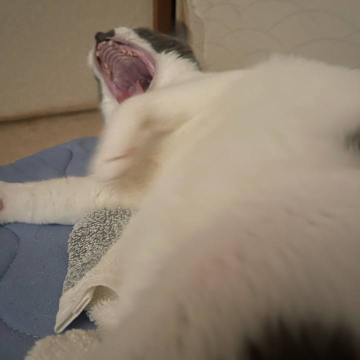 13906365 ca9d 4a82 b7c4 f3d4423bb3ee 1729724211395