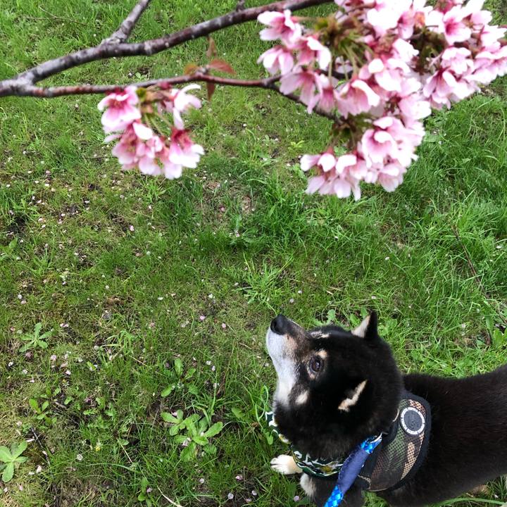 1390ece7 d3ea 42e0 b6ad 12801e98b52e 1557307662852