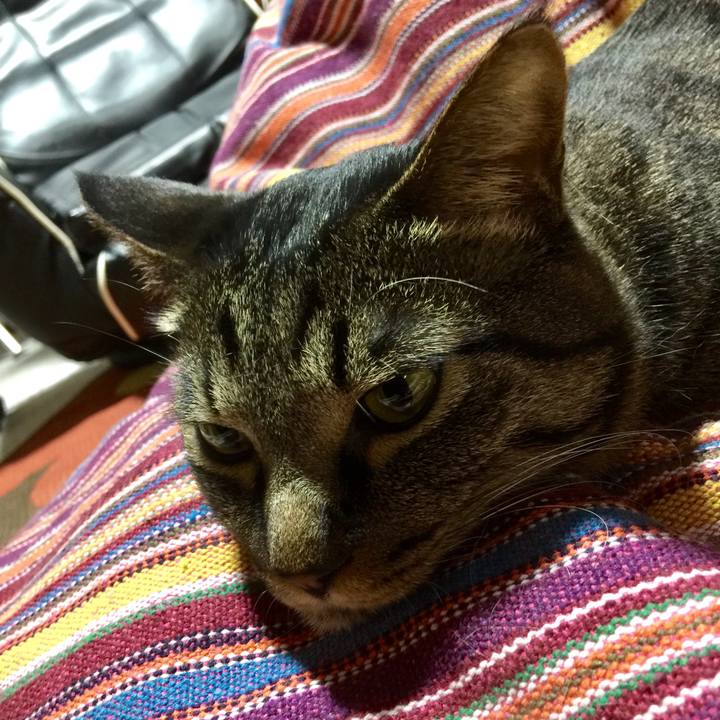 13991988 bcc4 4d49 ab4b 56ae49419c71 1519117796785