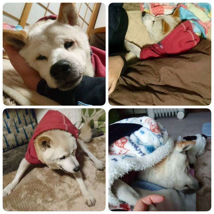 139d3365 4340 4866 b316 76c2c13a91b8 1513642835436