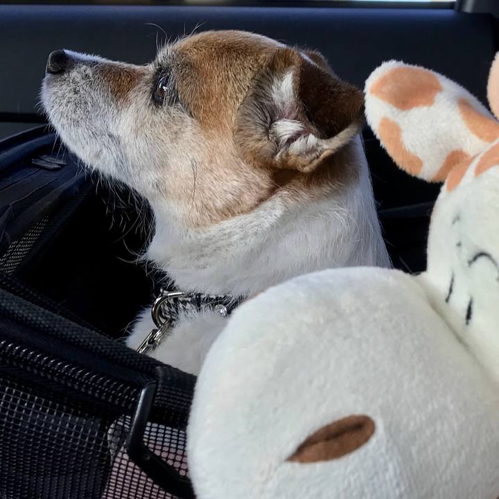 139d4fa3 0b15 40e8 8a6d e3b76322b800 1613033103978