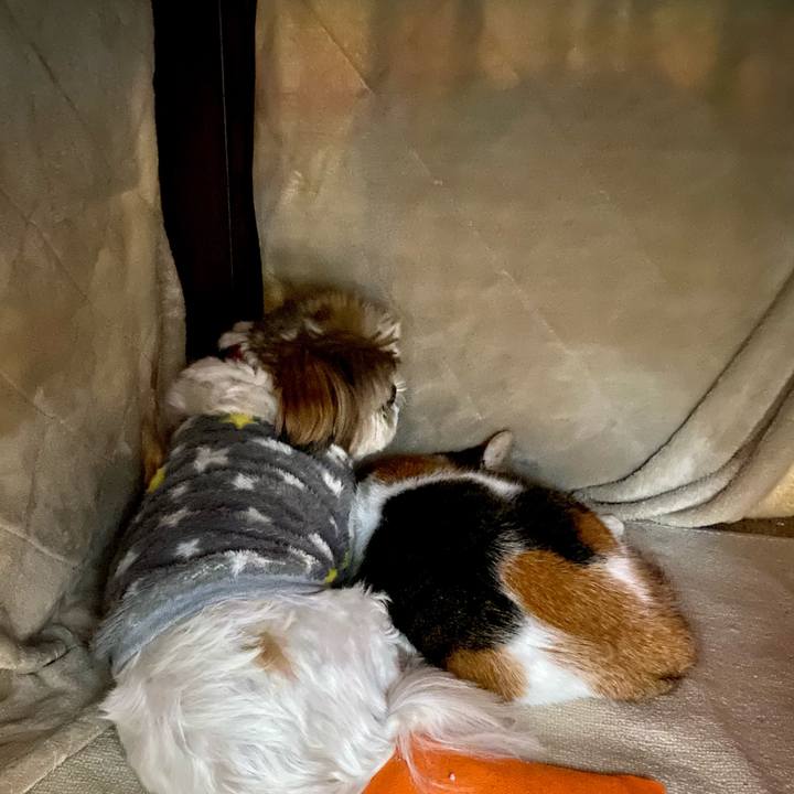 13a0e8f5 e0c2 41a4 919b 9c9131bd1228 1607585376143