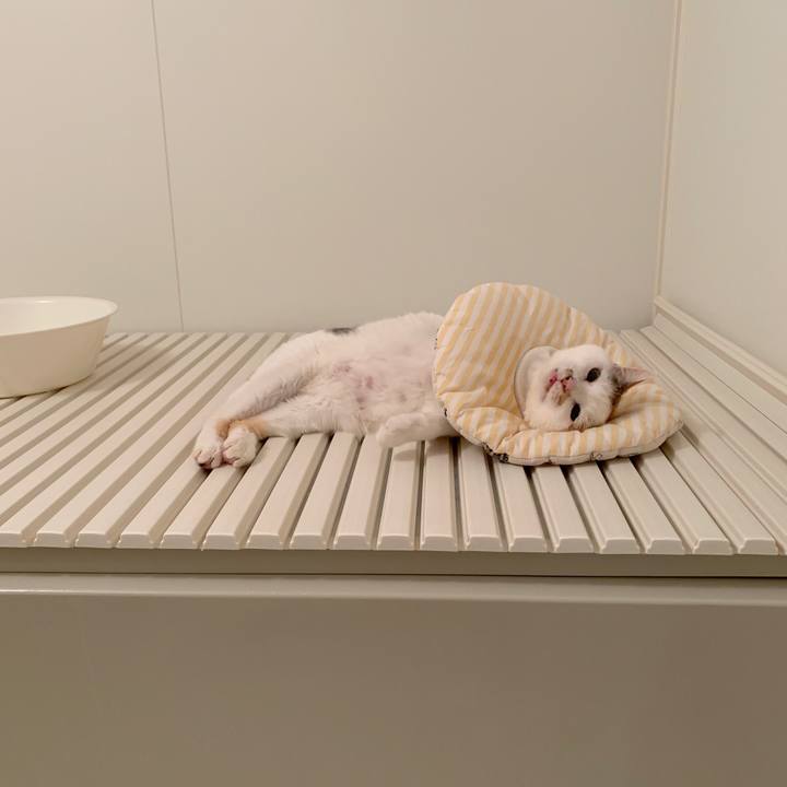 13a1ce63 c75b 4a2d 8542 988bef7ab7a1 1551922786851