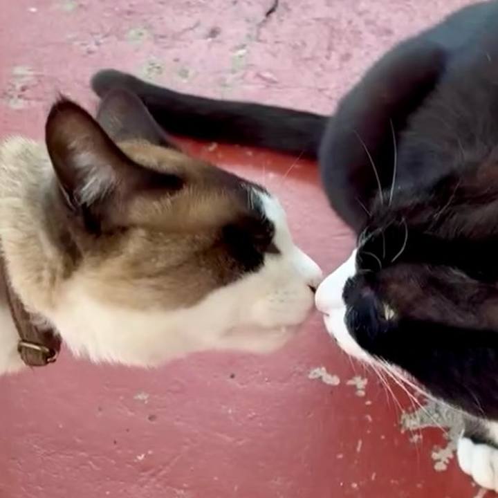 13a2a741 daf7 456a addf e1b8dc282eab 1745911567390