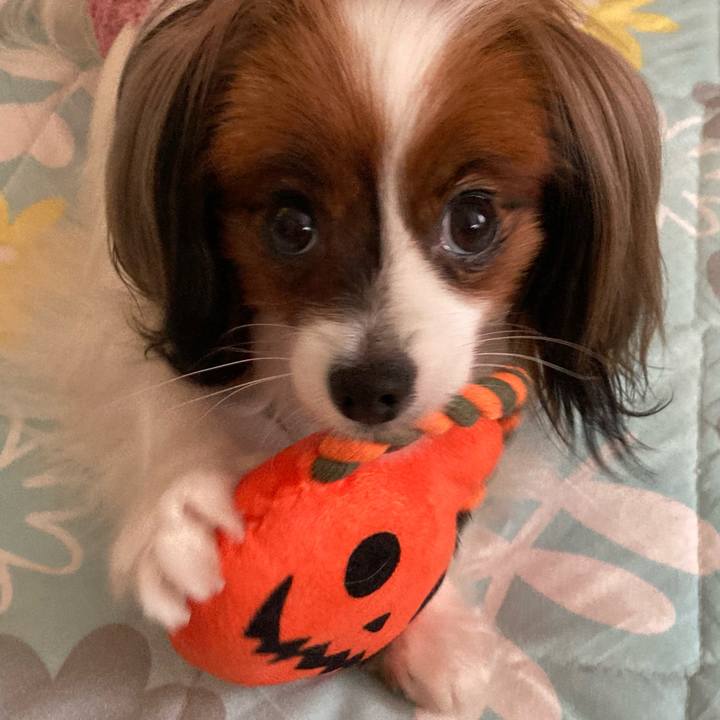 13a426d8 0e5b 434e b356 aecbe1c031e4 1635554070279