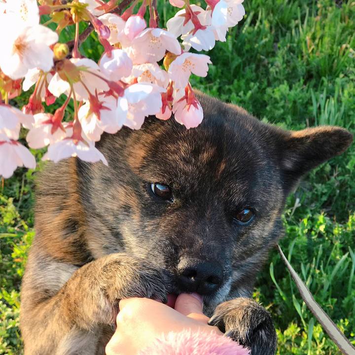 13a8e865 0c7f 424f 8cd3 7a13f68f9d03 1555155154451