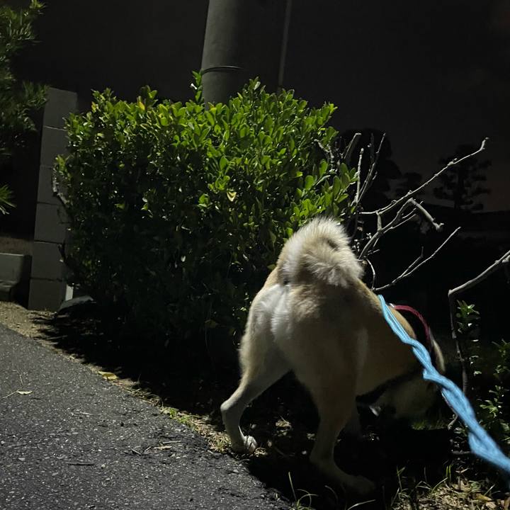 13a9b5ca 98f2 4c1a b457 7f7a8f318b18 1732623300405