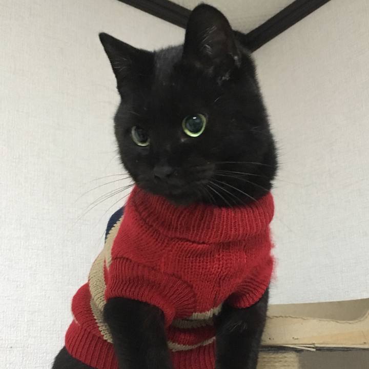 13ac013e 09b9 4d69 a20b 80b8da5e0c58 1539691673090