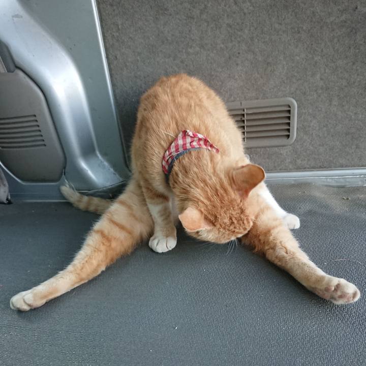 13adb0c6 66c1 472a b01f 8d58493a773c 1559813748095