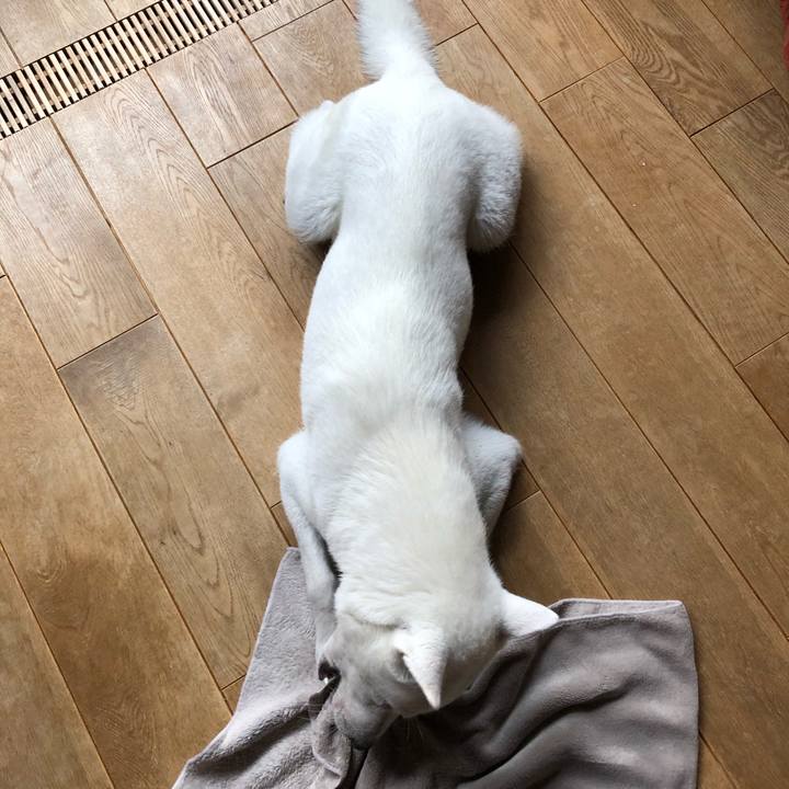 13b2ff02 f576 476c 9406 b684c12d183d 1544839469542