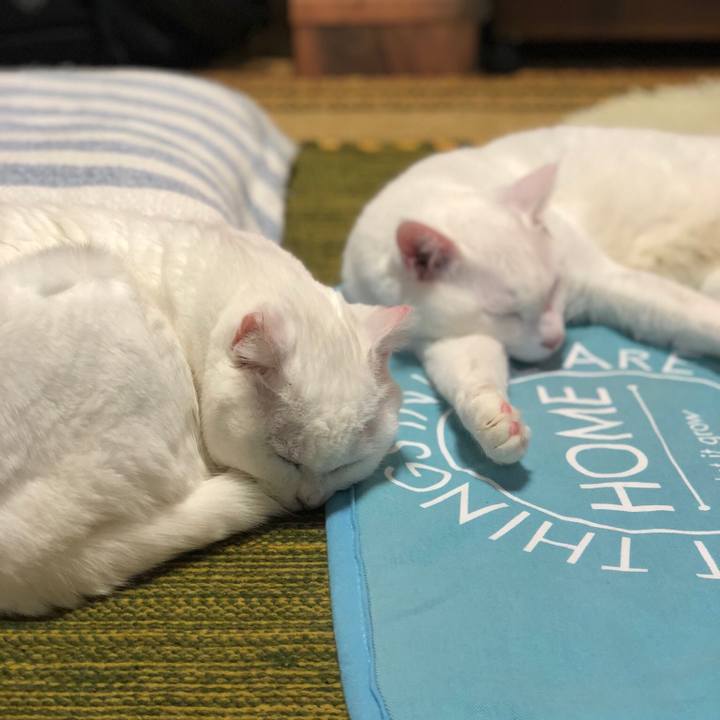 13b52928 c70f 4c92 9116 92590540a8bf 1541247672411