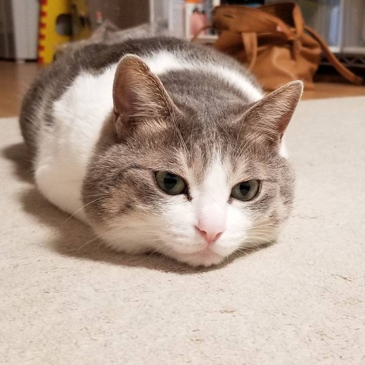 13b6c390 c1a4 4fff b788 f59294530f27 1540721554566