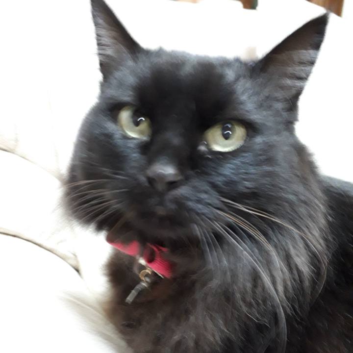 13b72ae2 34ca 4086 840b 06f06c658fb5 1519073386728