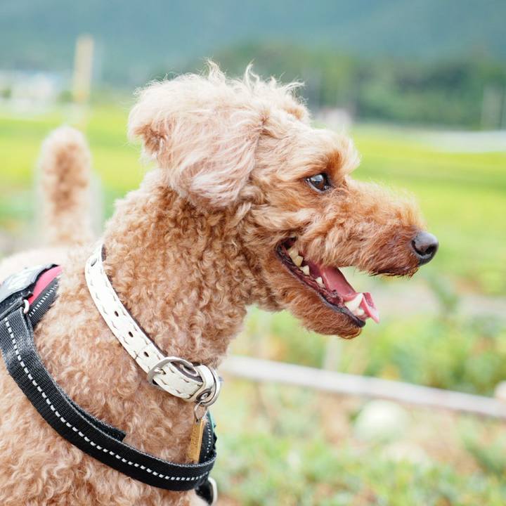 13b81c0e ce43 4733 866c c329645043ae 1534287899496