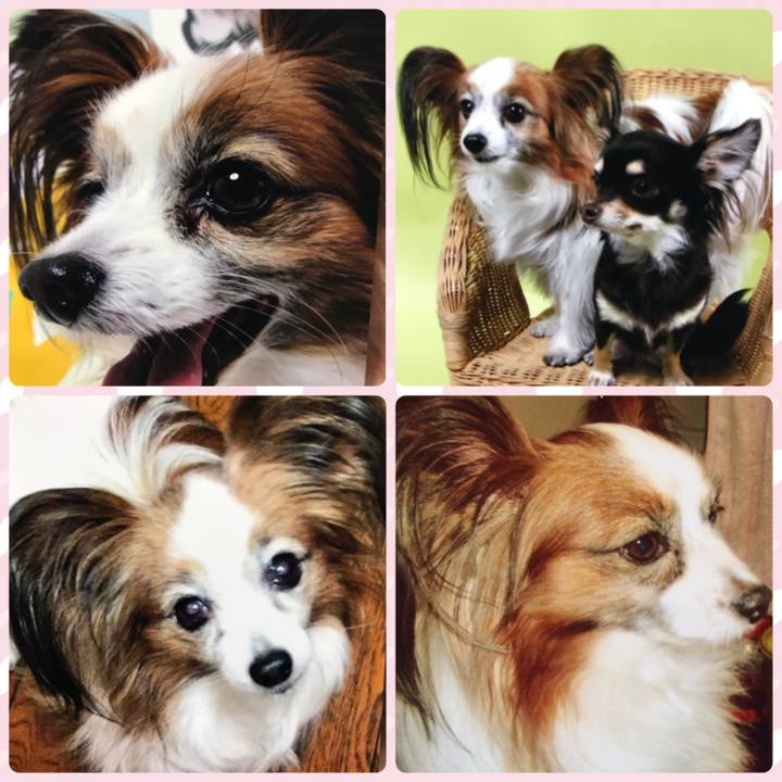 13ba7930 2da9 44aa a840 b3a479d7215e 1544708288177