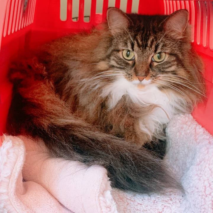 13bb2234 69b6 4ae4 a22a 416663b91573 1604098520970