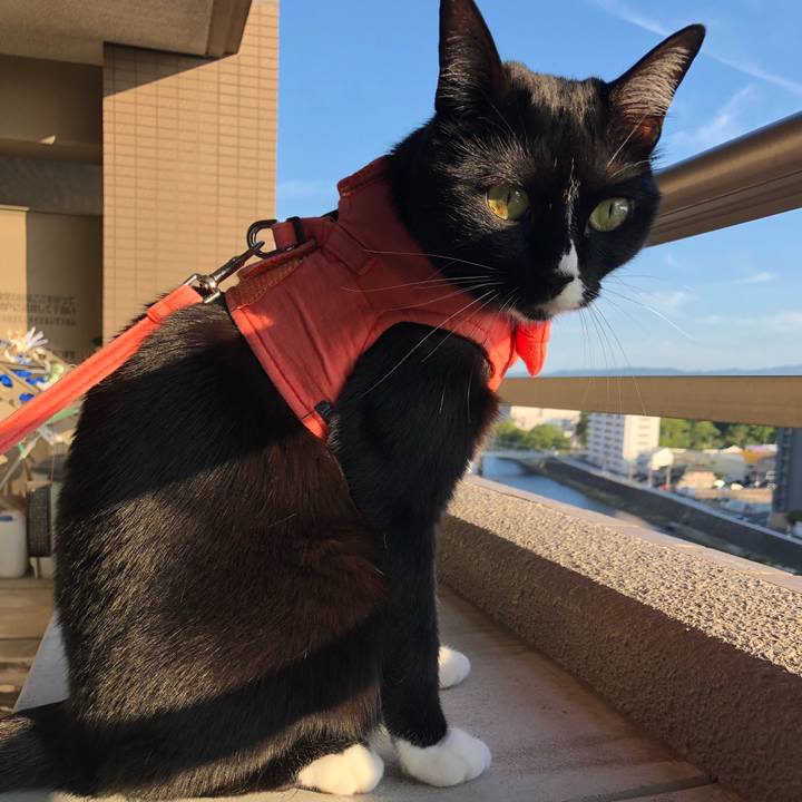 13bc56cc def4 4b63 a25f 83ebefd82f13 1533852307869