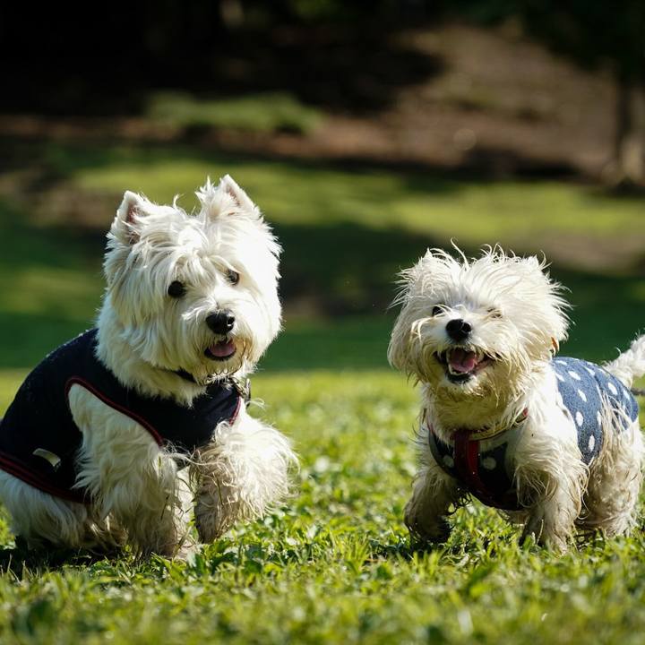 13bc938f 426c 466a abdf 303c585e0cae 1526043952693