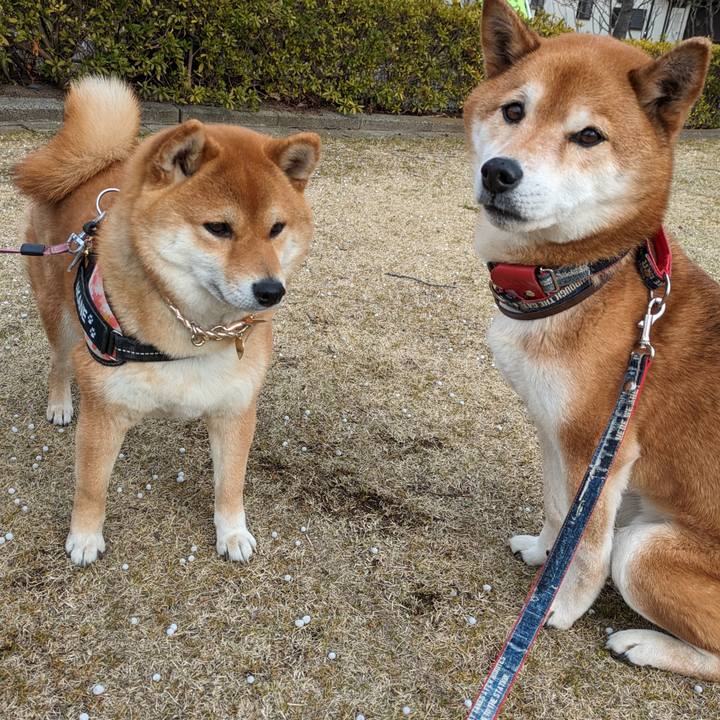 13bee15e 1b65 4bda 856e c5b4d0eb1e17 1711292054710