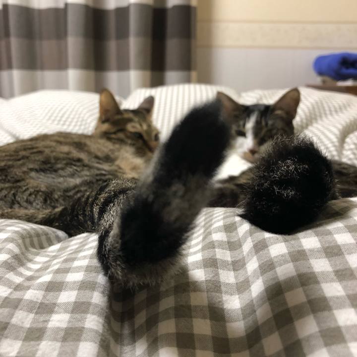 13c2930a 9a4a 4d25 a14d a5931453e87a 1514893608312