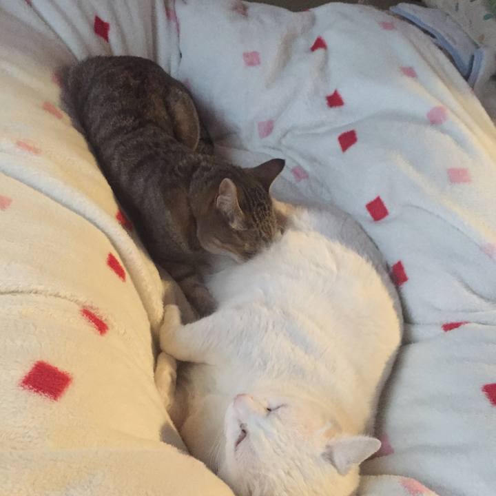 13c9c203 046f 4c95 9bf5 374e52ae016a 1553030732059