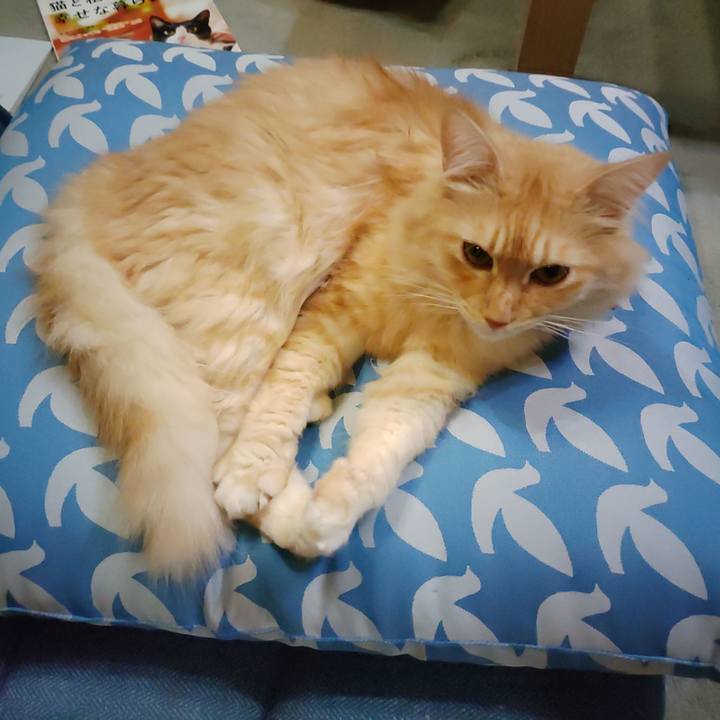 13ca30cc d79b 447f b5be 73efd0e863dd 1693778048620