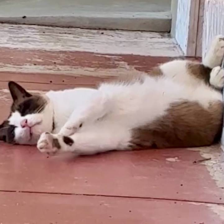 13cc2f76 90c9 4db4 9d54 793733c73191 1751162908191