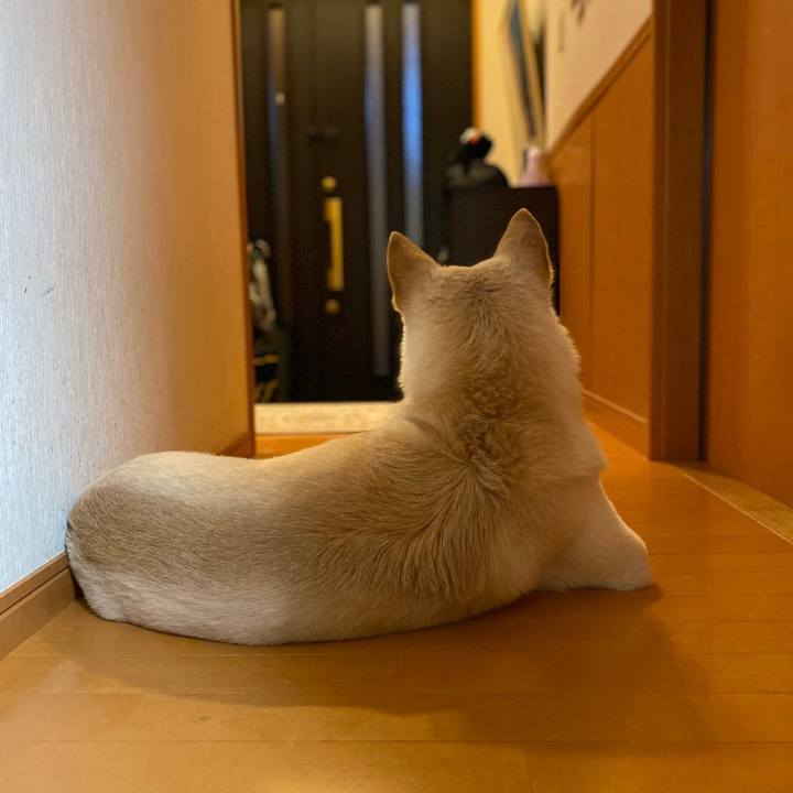 13ccefe4 cb0a 4b95 9efb f203c3c83432 1585053307088