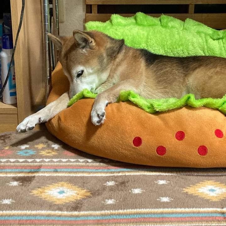 13cebf10 295c 4770 b1da eb8ea4b0937f 1762995110556