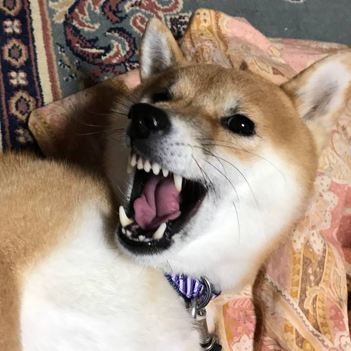 13cf5334 d48f 43da 93f0 e30782d74c78 1547038330996