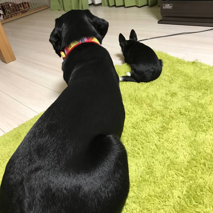 13cffe09 4014 4336 8ef2 766ba9dd0084 1511684622673