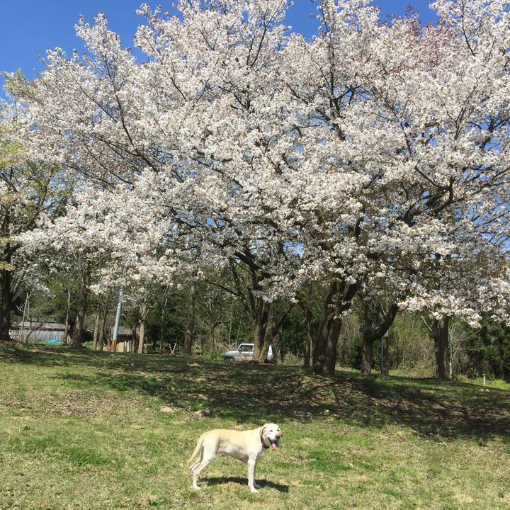 13d0ad49 97d5 47b4 9e70 dbbeb2a73868 1555253515212