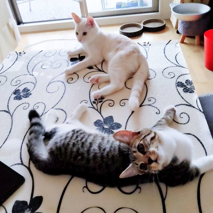 13d0fee3 e0c1 4c7a ba1e dc631945c026 1630214624904