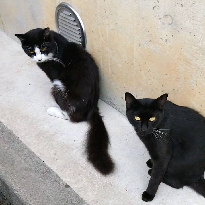 13d5fd68 70cf 4deb 93bf c357e4607633 1596358511583