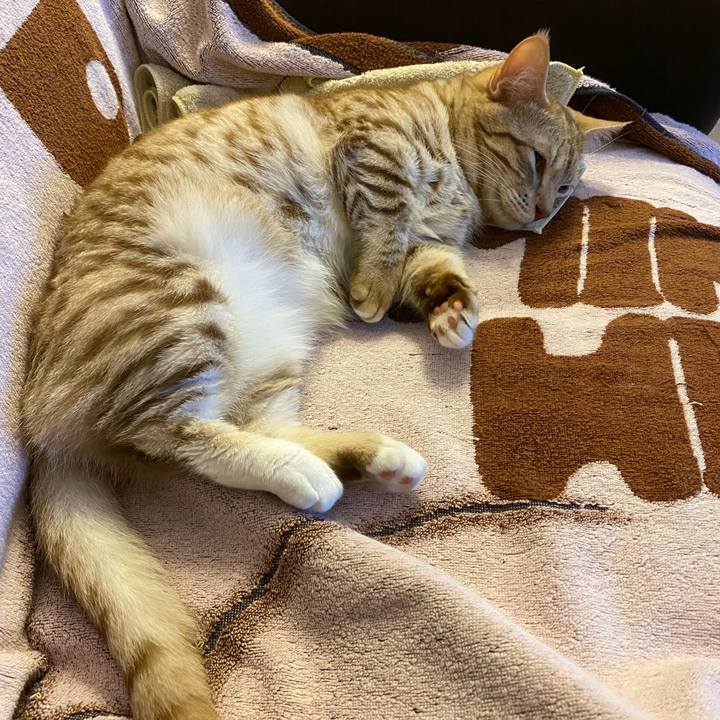 13d8a95a de40 4bbd ac98 026ed67d224a 1626962848560