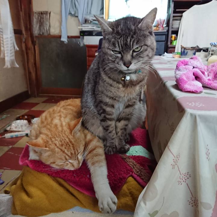 13d9136f e394 45c7 842d b4e0b2097c82 1555969786278