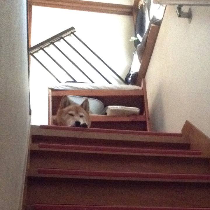 13d9d6be 3183 4467 9461 8018388c048f 1526982288168