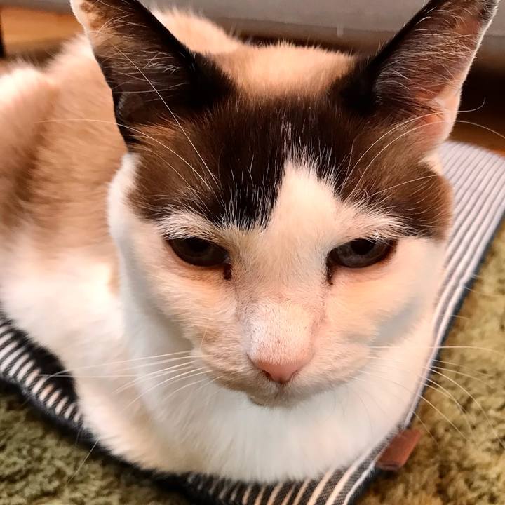 13dc5cec c913 494a 99da 7cd718894d49 1618459286381