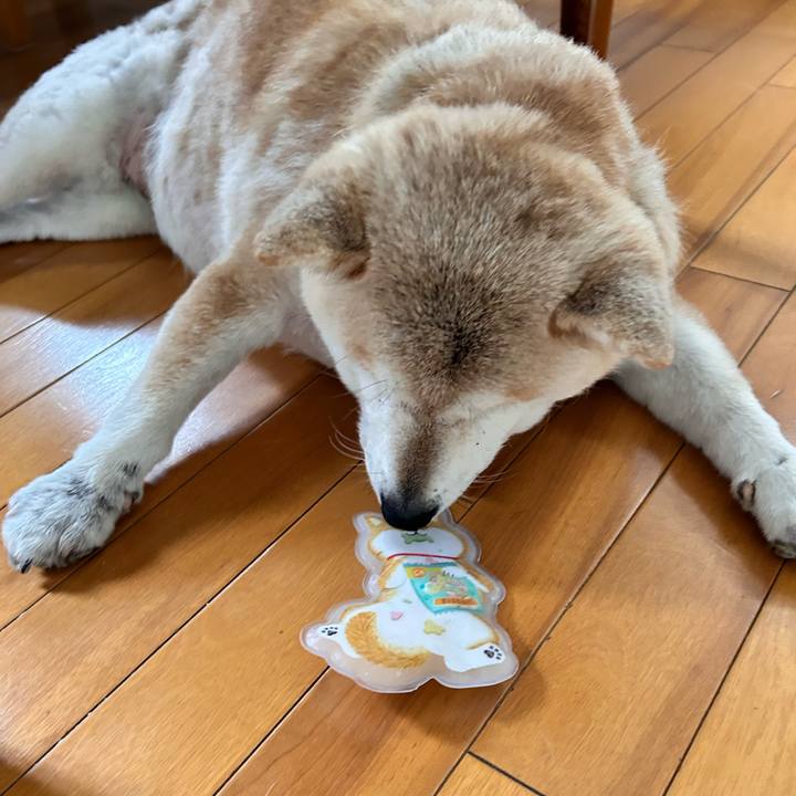 13dde489 6b3d 4099 b944 68f509ffc600 1749179519993