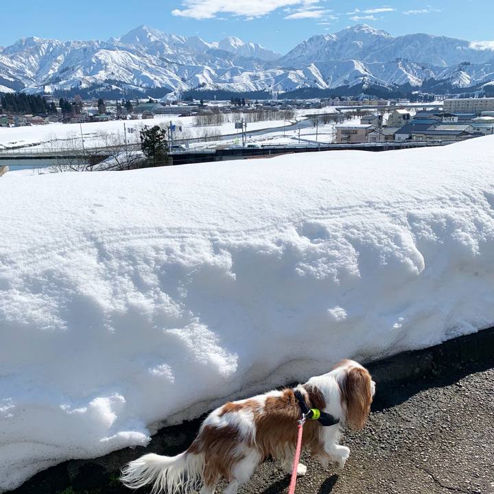 13de6295 c706 4ee8 9aa1 cdf0d0f254d4 1610941885896