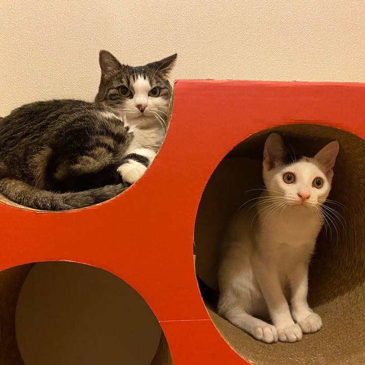 13e0b6f4 dd44 4e46 a6e1 36eb368a7904 1665493489820