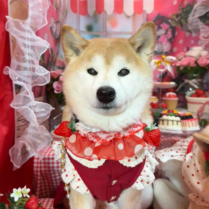 13e0b992 c39d 438b b037 2e2a7dc34e47 1771101983799