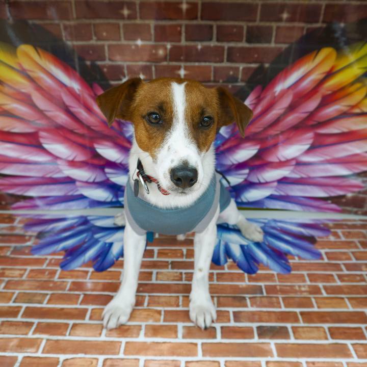 13e16558 8302 4b42 a85b 75d4669eef4d 1528187366123