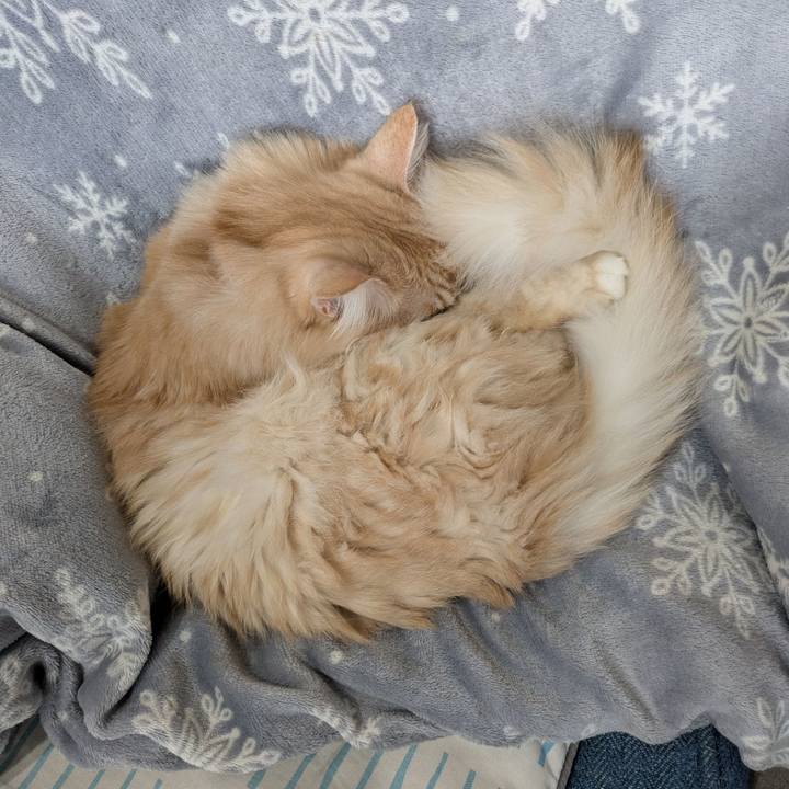 13e17025 2595 4306 aaf5 63d02c5fd883 1733881443670