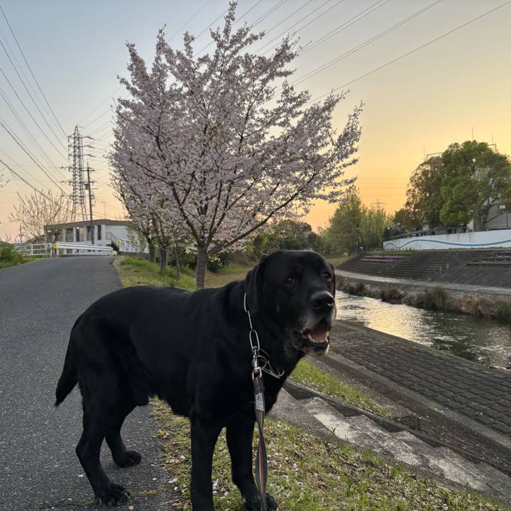 13e1e2df be6f 4fe4 bee8 d1dbd2229c9b 1775651435343