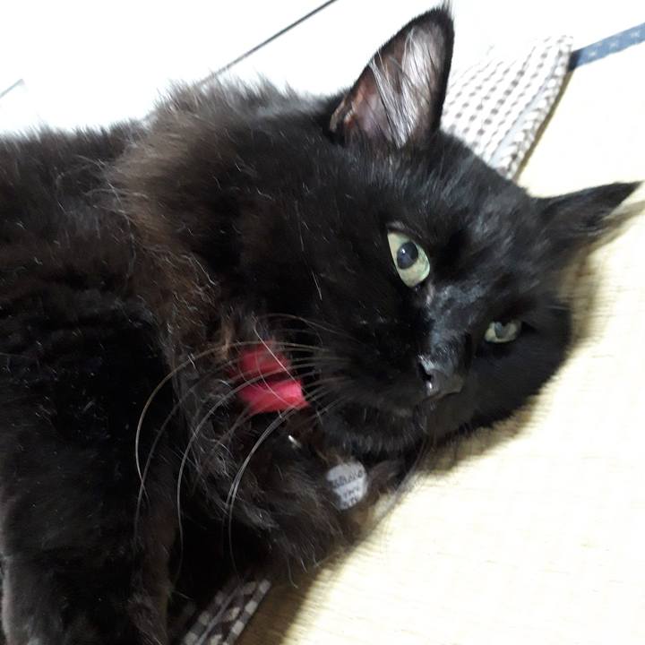 13e3e658 d196 4aa6 b98a 8fcd4a06f4fd 1534800735697