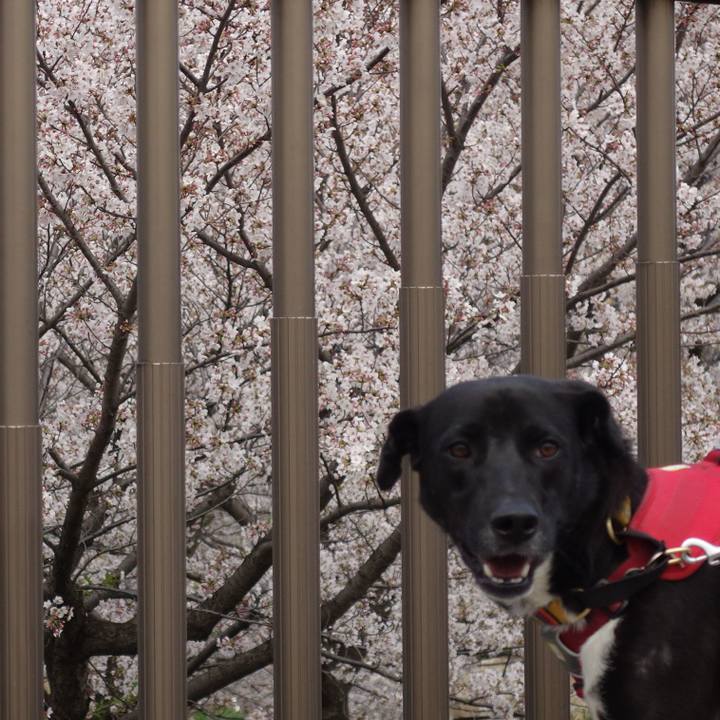 13e449b3 dddc 4366 8669 46d34673097c 1585356502894